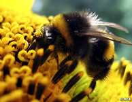 Bee Animal Totems